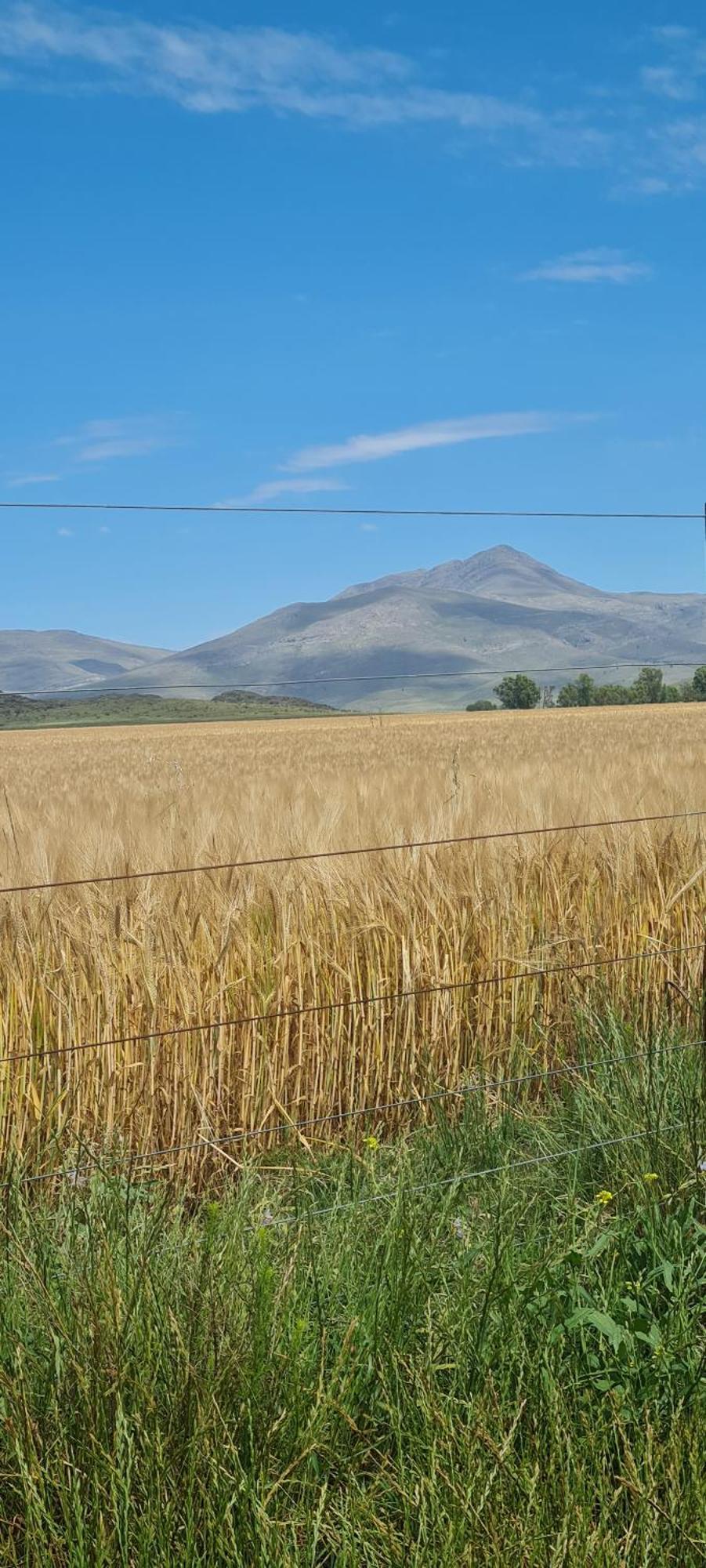 Tres Pinos